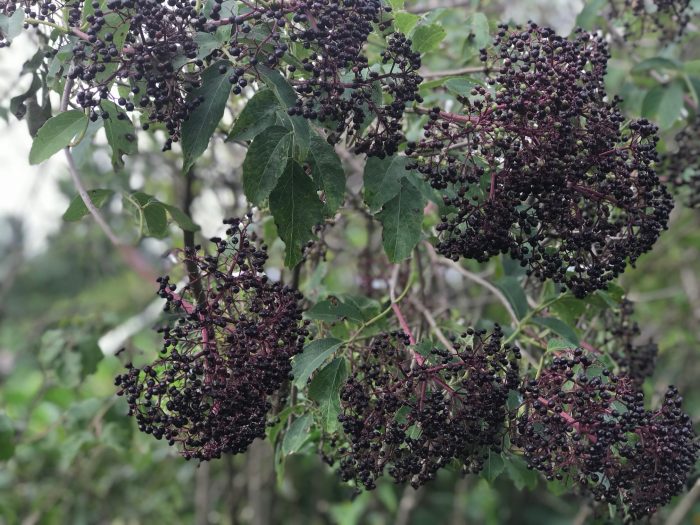 elderberry